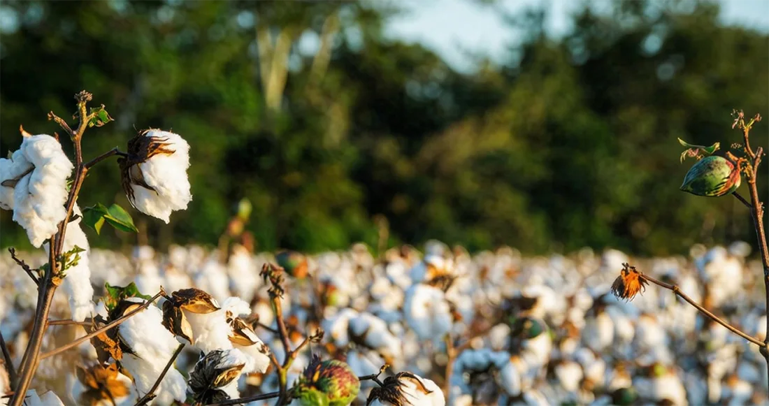 Cotton Thread